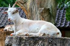 animal zoo goat goats horned horns wild animals fauna vertebrate fur mammal wildlife nature tree pxhere domain public