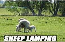 sheep lamb tell when going