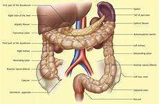 colon caecum appendix bowel intestine ileum valve junction