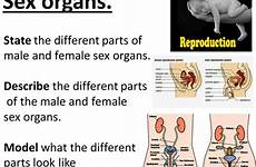 organs reproduction