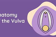 vulvas vaginas