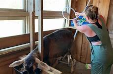 goat milking dairy