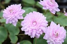 thalictroides double anemone shoaf pink gardening fairy alba next