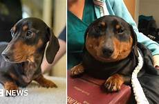 dog sausage dachshund deflated size swelled trevor vets bbc