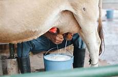 milk milking cows dairy hands peak yield achieving tips farmer farmers smart