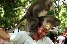monkeys sex having head tourist filmed he stunned start two humans his appears attention victim though enjoy even star