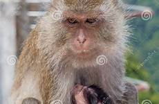 baby monkeys breastfeeding mom female his preview