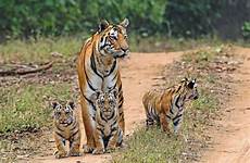 tiger india safari cubs safaris breathedreamgo