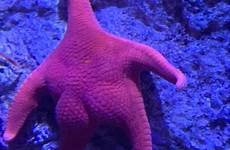 starfish kark brproud wivb cdt jul