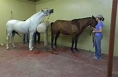 collection stallion mare phantom mount heat breed