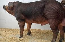 boar semen stud