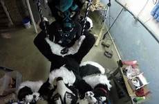 fursuit thumbzilla videos squirts dragon camera hd