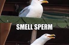 seagull inhaling imgflip