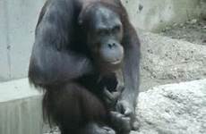 gorilla fapping jerk jerking giphy nsfw primates gusanito demasiado html5