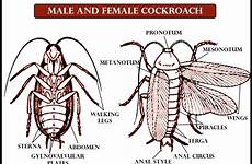 cockroach abdominal segments thorax anus ventral genital appendages jointed sternum called vedantu cbse