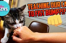 fist cat bump teach