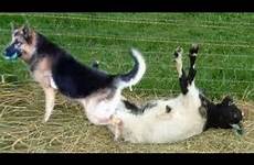 dog goat mating funny animal animals