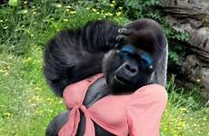 gorilla funny most handsome driving wild japanese women his expand click