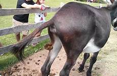 donkey pooping
