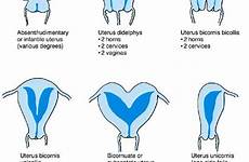 vulva uterus accessphysiotherapy mhmedical