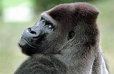 gorilla screensavers