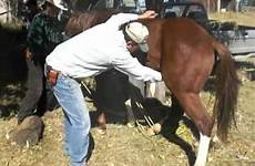 horse testicles castrating taking