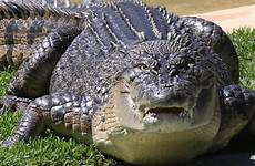 crocodile sex bite