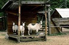 goat goats creature goatee horns billy livestock warming pxhere