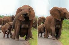 elephant she exposes
