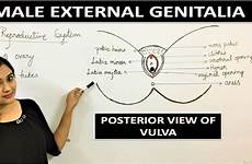 external genitalia reproductive exam