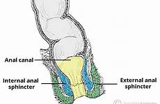 anal sphincter external internal sphincters canal structure supply