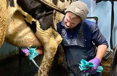 milking cows doing