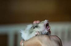 hamster teeth mouth potential issues too