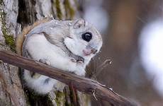 squirrel momonga cutest squirrels ezo finland haustiere siberian