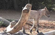 zoo horse przewalski denver