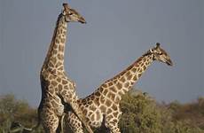 giraffes facts mating