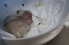 hamster wound pt clean dwarf