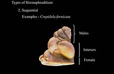 hermaphroditism sequential intersex mating fornicata crepidula