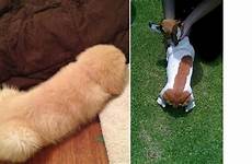 dogs look dicks dog funny wiener cock visit puppy things