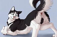 feral husky canine rule34 anatomically presenting siberian marjani anus deletion hindquarters