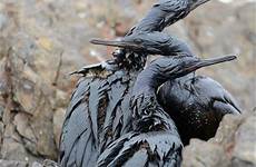 oil covered birds spill pelagic cormorants rescuers seek tanker save kozlov vyacheslav swim alive unable died sakhalin remain least fly