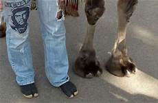 camel toes real camels 1funny