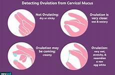 mucus cervical ovulation cervix discharge pregnancy fertile vaginal fertility changes serviks lendir basal detect ovulate kesuburan verywellfamily periods occur detecting
