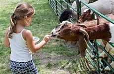 goats feeding girl jim west photograph hircus aegagrus capra 29th uploaded july which