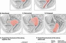 ultrasound pelvic transabdominal uterus retroverted anatomy leadership basics cervix sonography radiology imgarcade