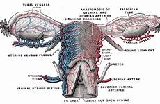 anatomy reproductive