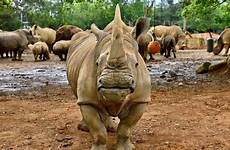 rhino travels