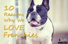 frenchies reasons frenchie why