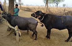 bull mating