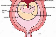 fetus uterus labeled foetus womb fetal prenatal umbilical embryonic